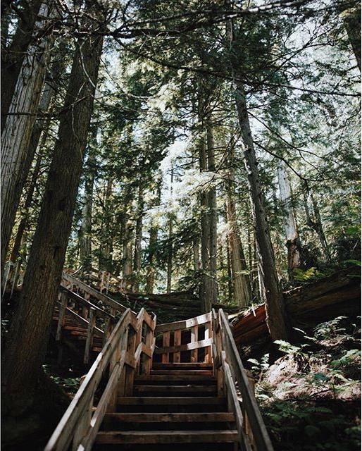Wooden stairs lead up into a dense forest.