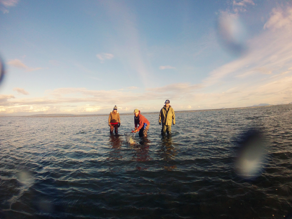 Three crab fishermen stand in the ocean, as one scoops up a crab in a net.