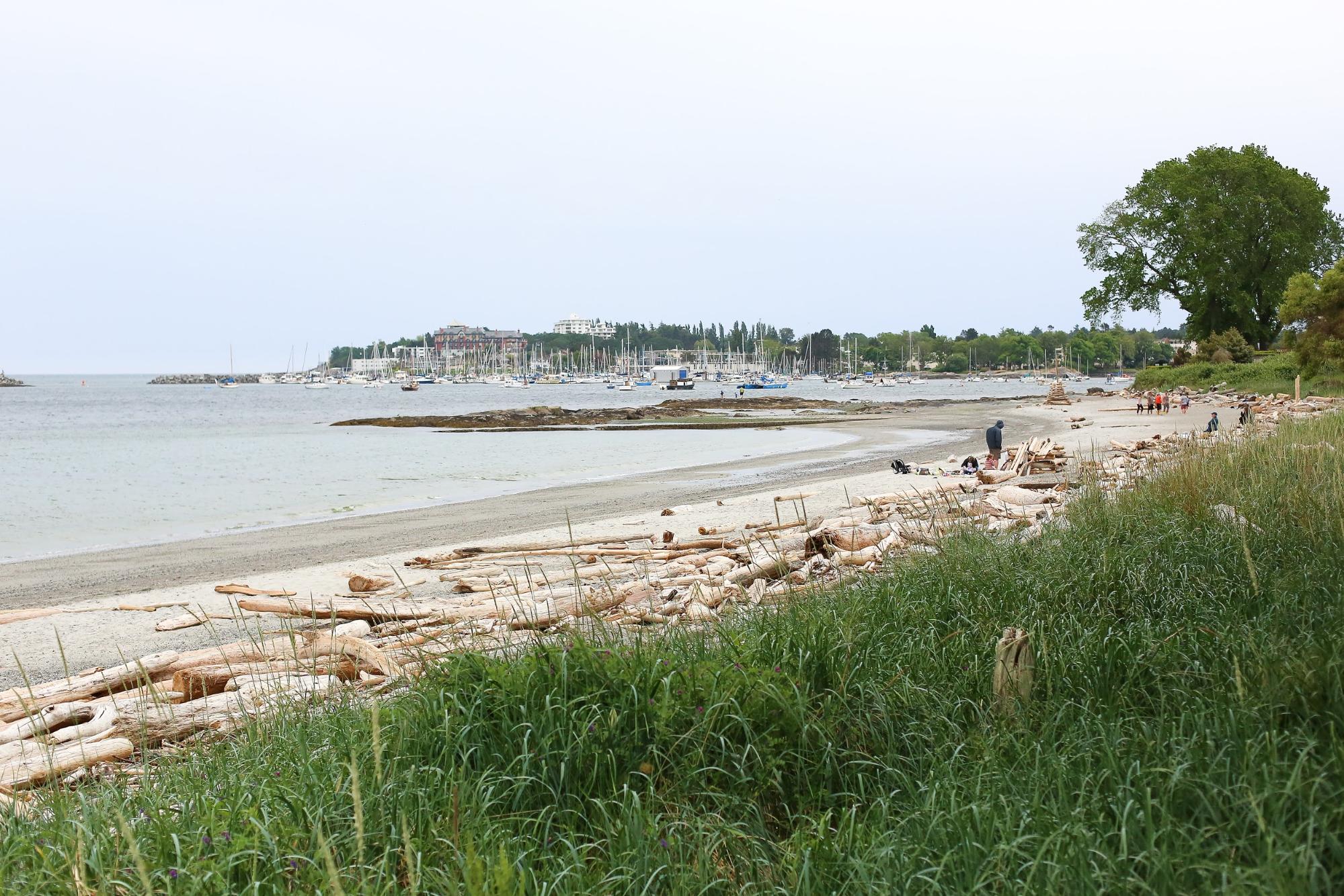 Long green grass surrounds a sandy beach covered in driftwood.