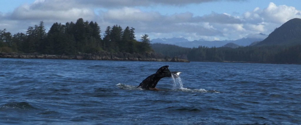 A humpback whale puts on a show.