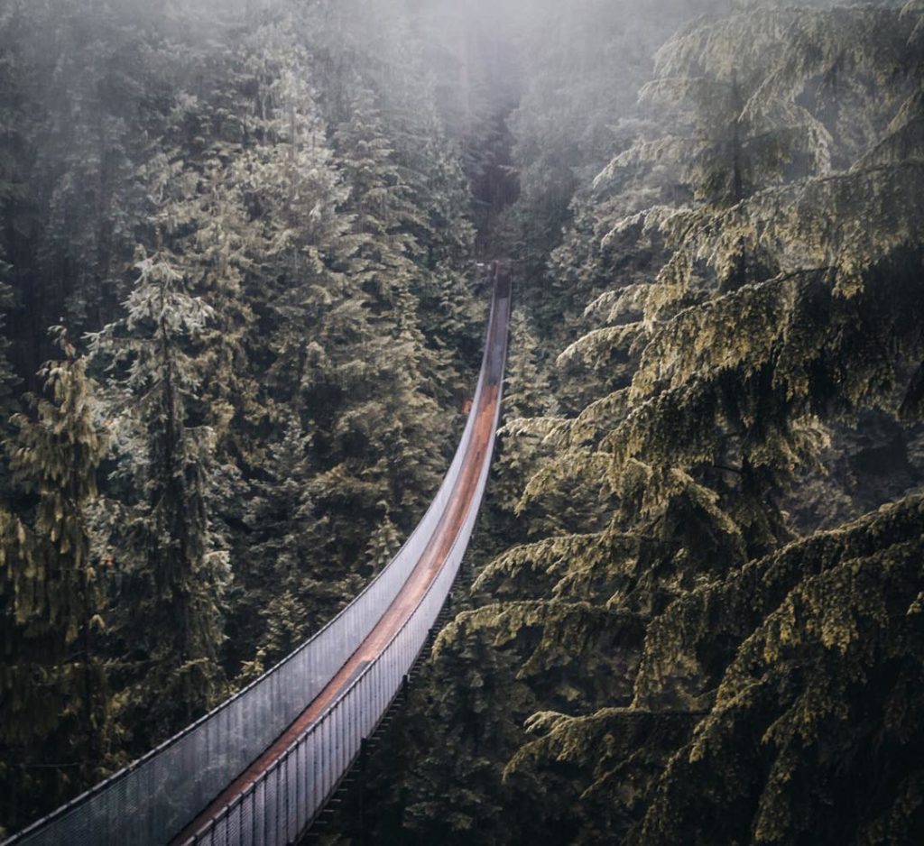 A long suspension bridge cuts through a dense forest.