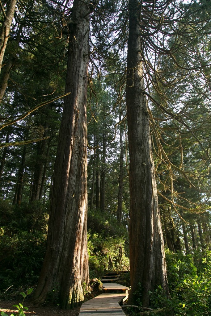 Tall trees line a wooden trail in a dense forest.