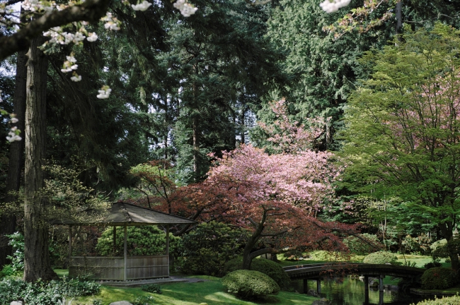 A cherry blossom tree in full bloom stands next to a small pond at UBC Nitobe Memorial Garden.