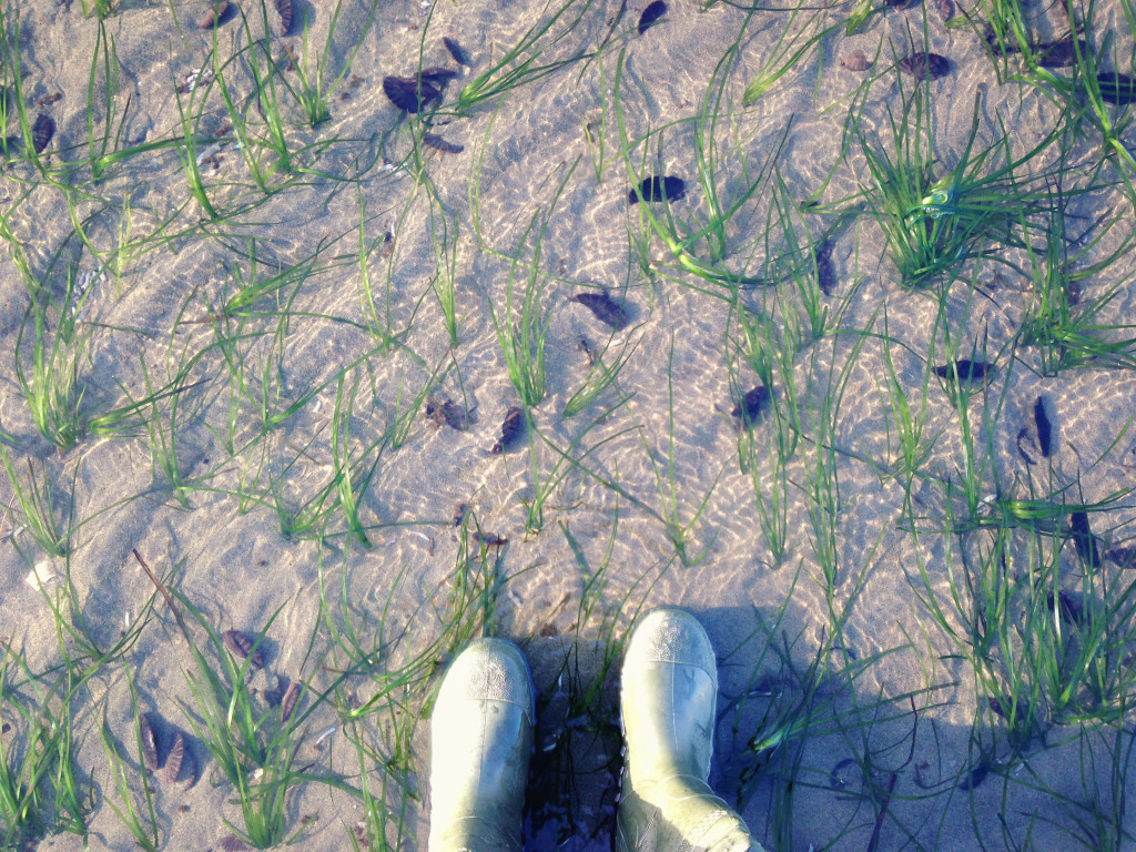 Sand dollars nestled in the sand at low tide.