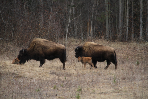 Two bison lead their newborn calves across a desolate landscape.