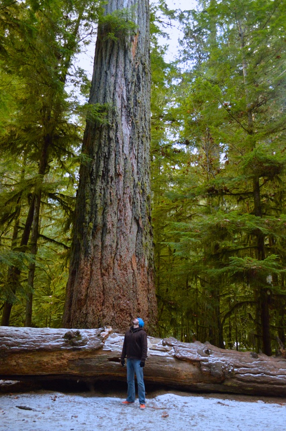 A man stops to stare up at an impossibly tall tree.