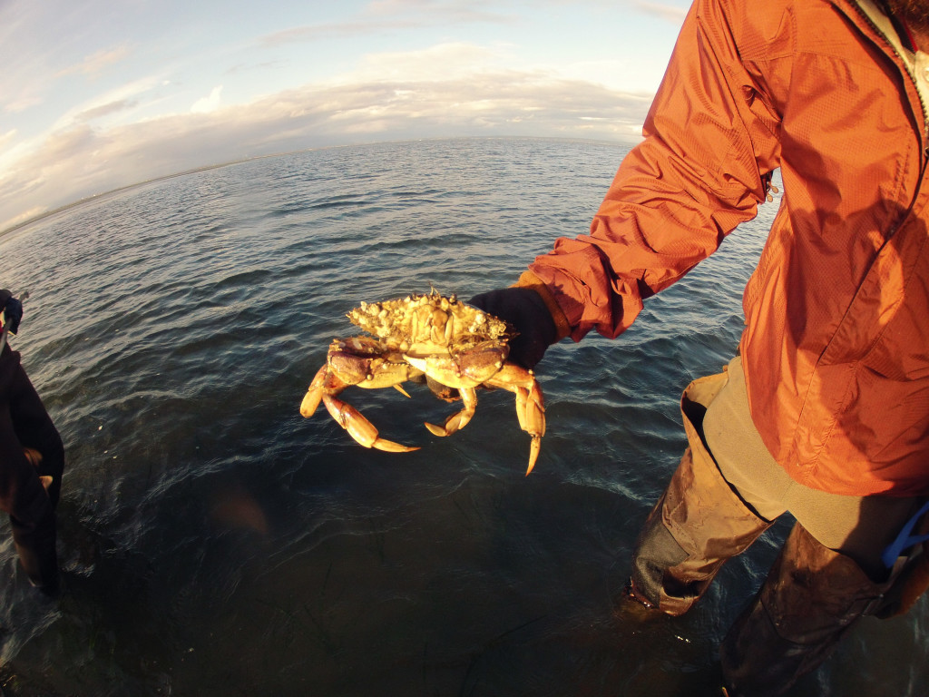 A man stands in the ocean, holding up a large crab.