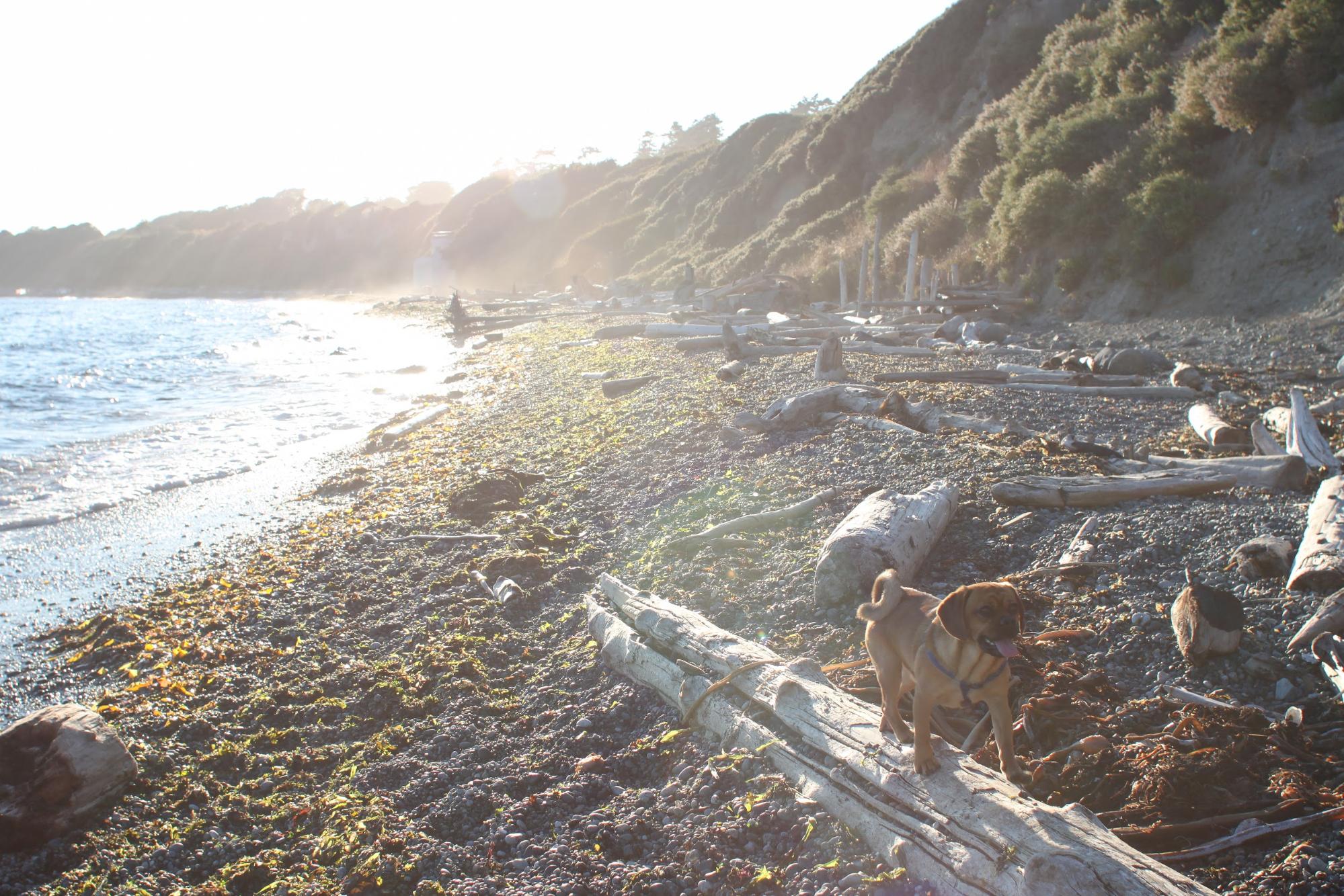 A happy dog walks across a piece of driftwood on a sandy beach.