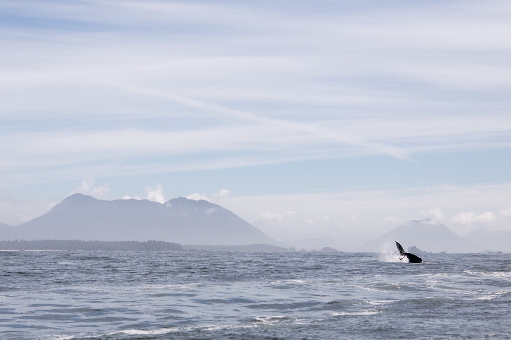 A humpback whale puts on a show with mountains in the background.