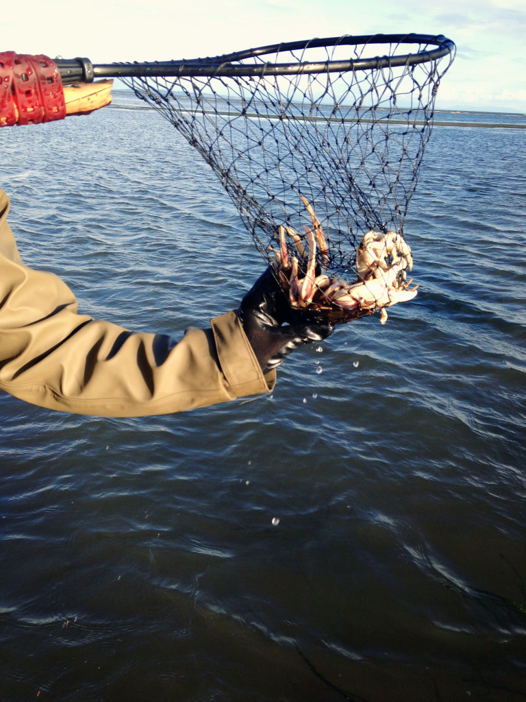 A hand scoops up a crab in a fishing net.
