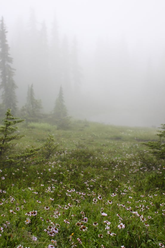A meadow of blooming wildflowers under a dense fog.