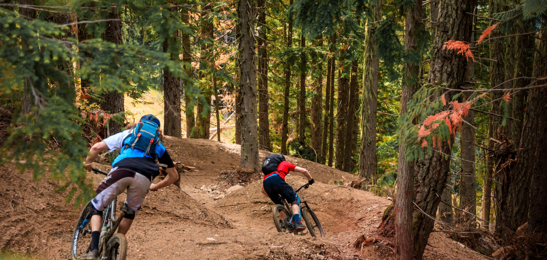 Two mountain bikers ride through the trees in Revelstoke Mountain Resort