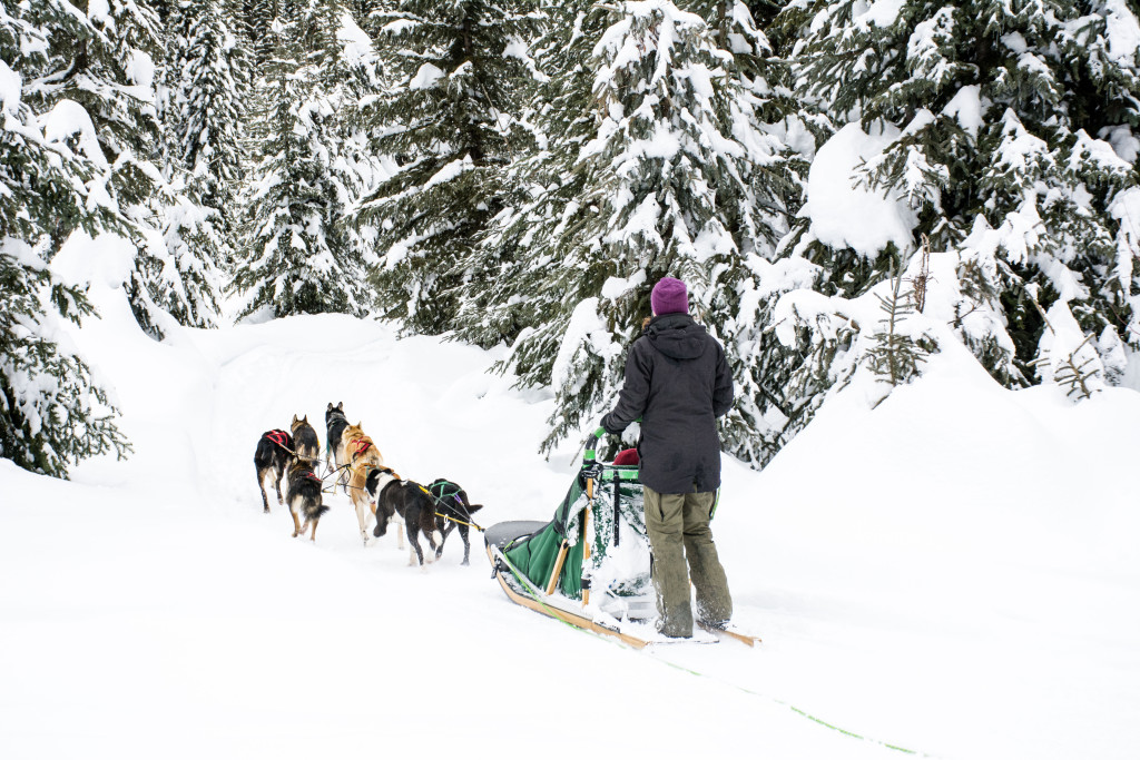Mountain Man Dog Sled Adventures at Sun Peaks Resort near Kamloops. Photo: Mary Putnam