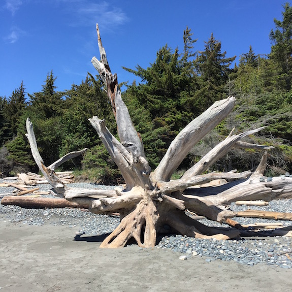 A driftwood "sculpture" at French Beach Provincial Park, Vancouver Island.