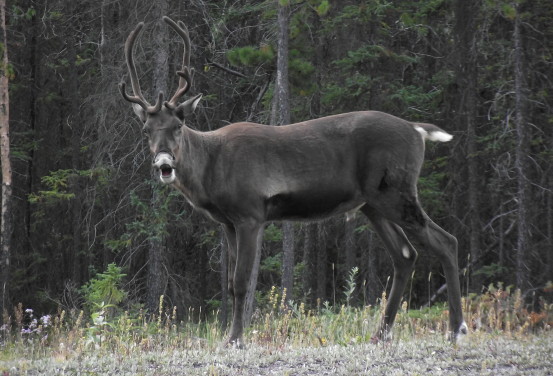 A dark brown caribou stands at the edge of the highway.
