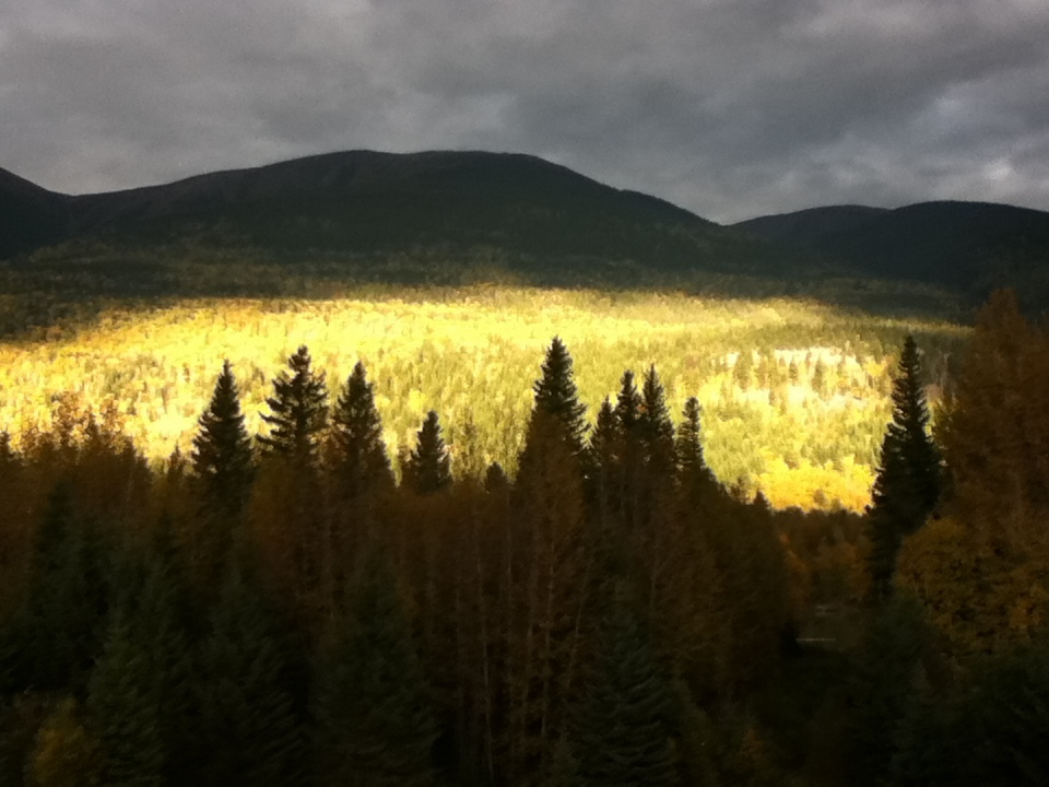 The sunset bathes the forest in a golden glow.