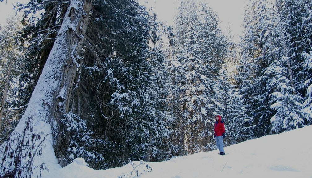 A hiker stands in a snow-covered forest, admiring the trees.