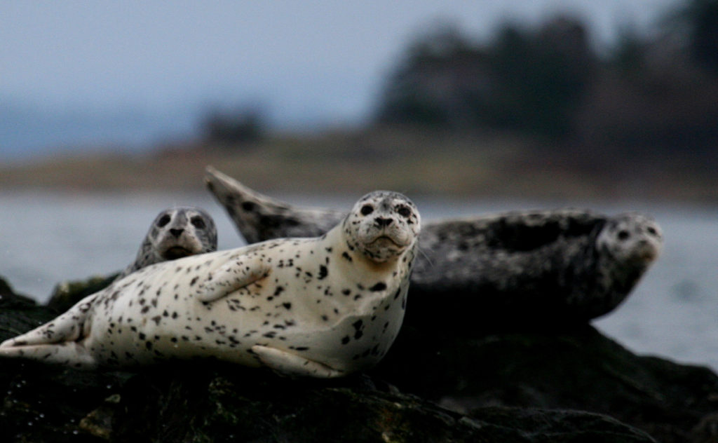Harbour seals can be spotted on rocks near Victoria.