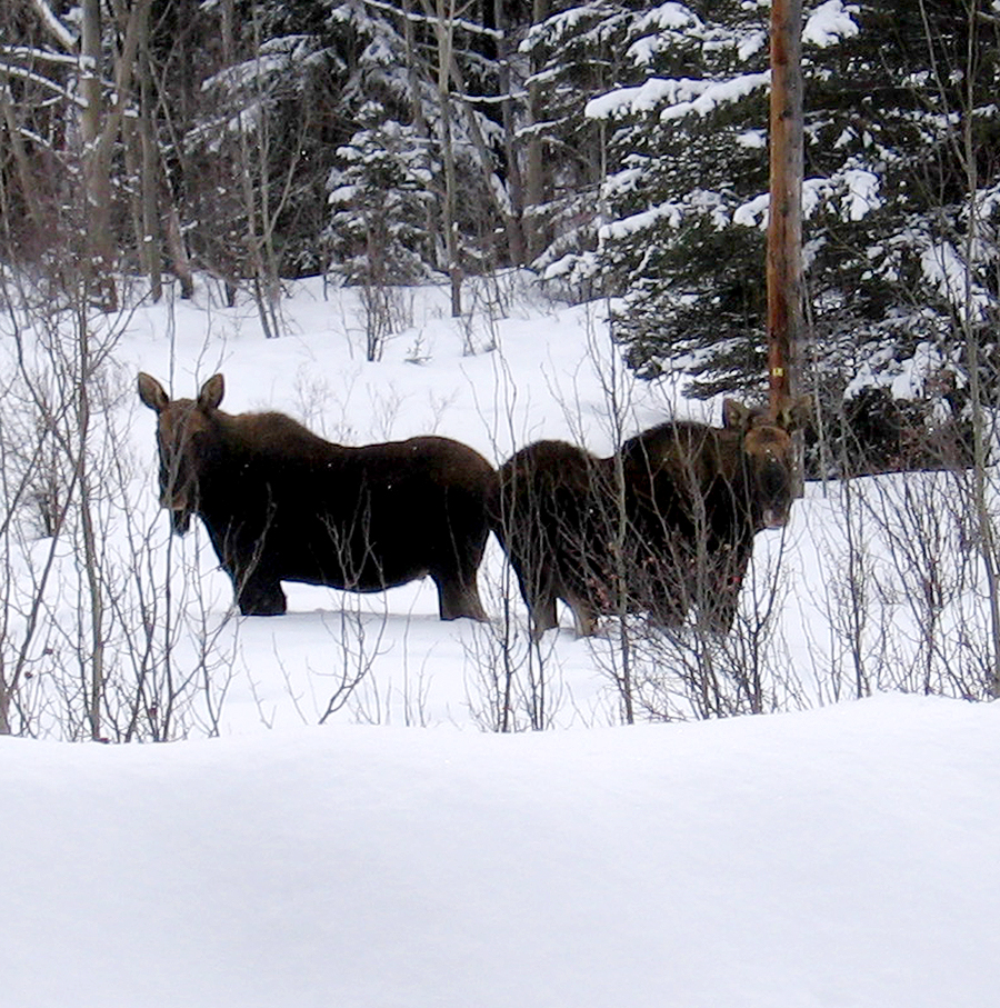 Moose can be spotted near Nimpo Lake.