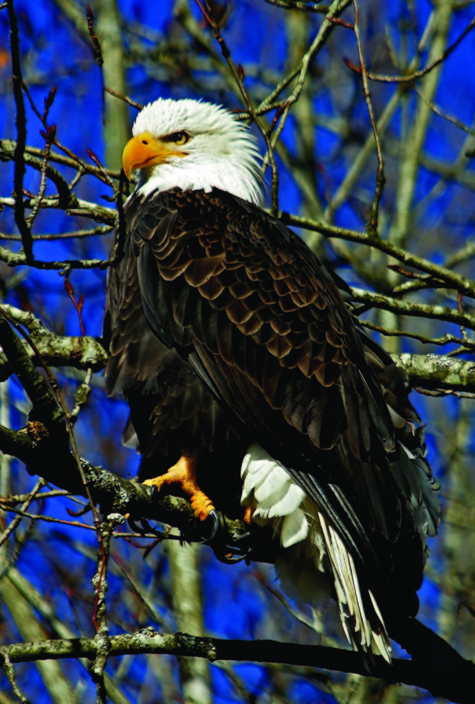 Bald eagles can be viewed from Squamish's Brackendale Eagles Provincial Park. 