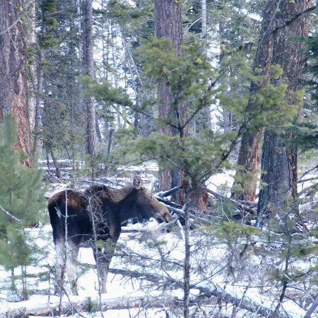 Moose at Stake Lake near Kamloops