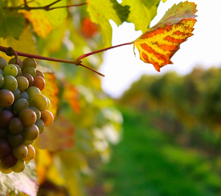 Close up of grapes on a vine in the late summer