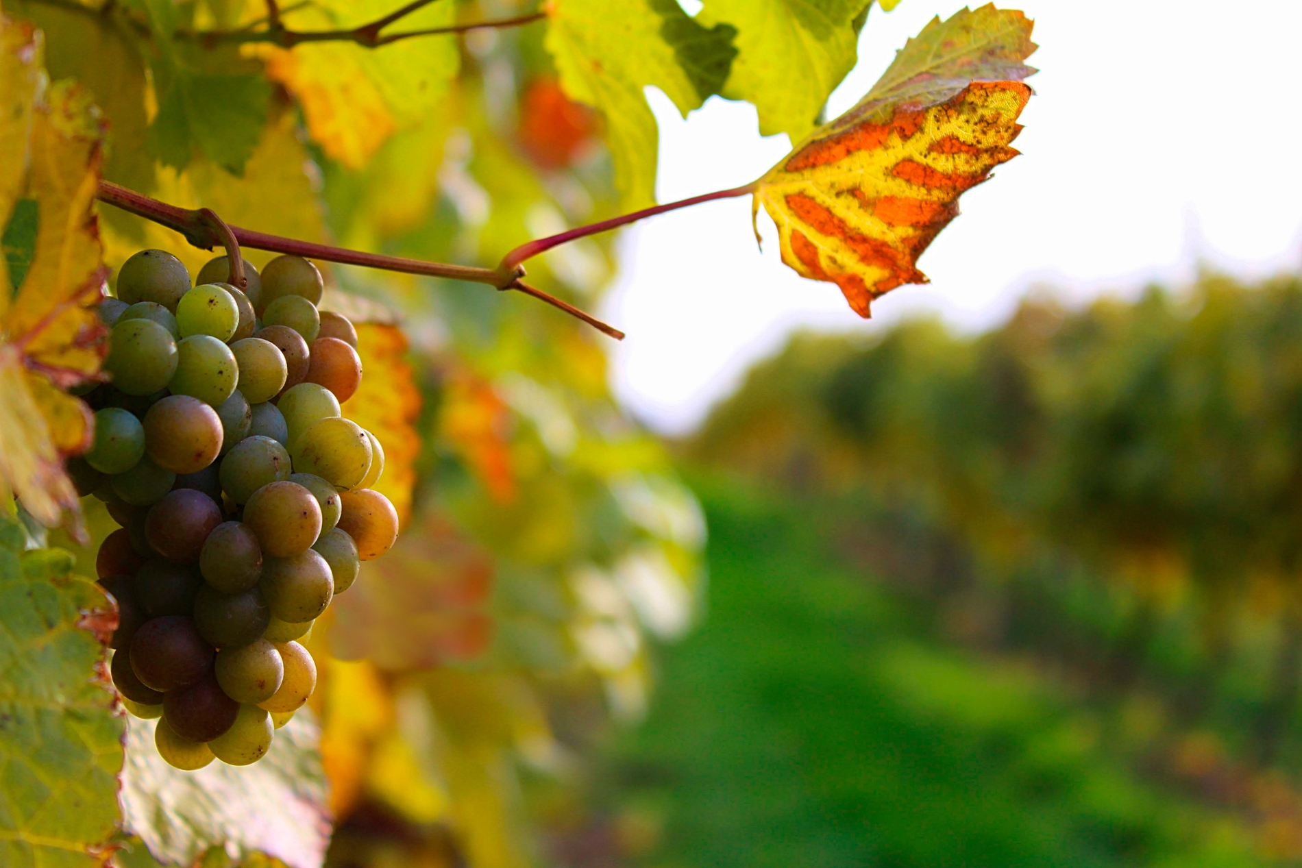 Close up of grapes on a vine in the late summer