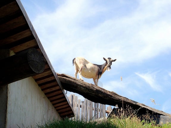 A goat standing on the roof of Coombs Country Market, looking down at the camera.
