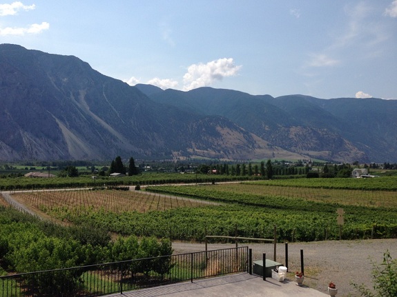 The vineyards of the Similkameen Valley with desert hills in the background and blue skies above.