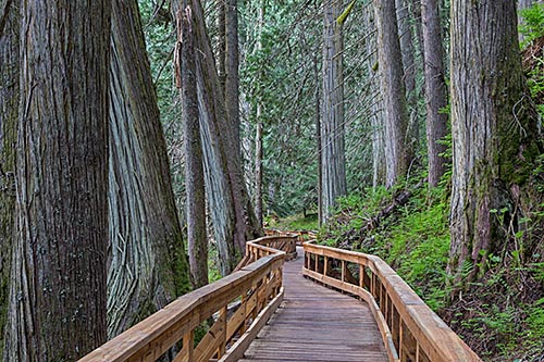 Walking along the paths of the Ancient Forest in Prince George, BC. Photo: Chris Harris