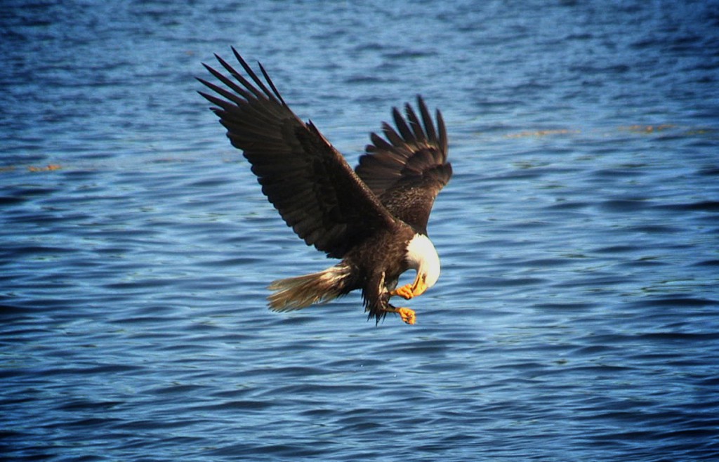 Bald eagle flying en route to the Khutzeymateen Grizzly Bear Sanctuary