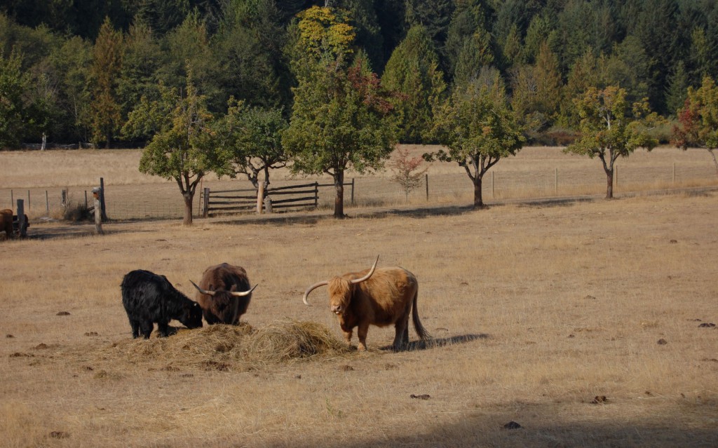 Cows grazing on Ruckle Farm, Salt Spring Island. Photo: SYinc