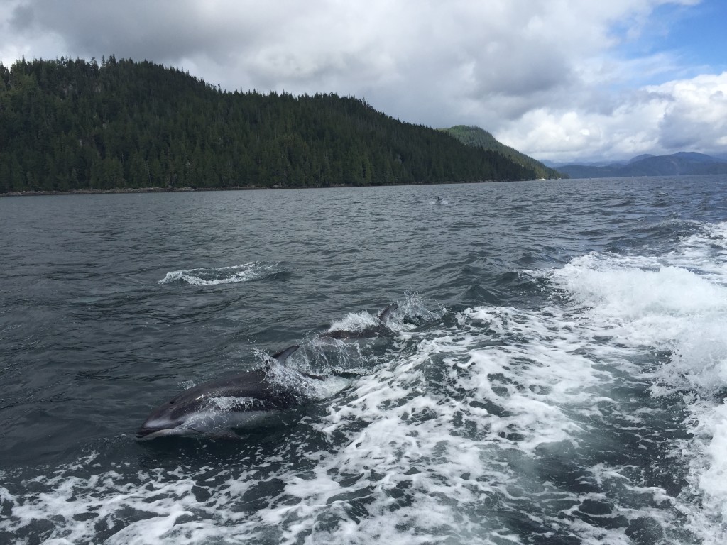 Surrounded by dolphins near Nimmo Bay Resort on northern Vancouver Island. Photo: Josie Heisig