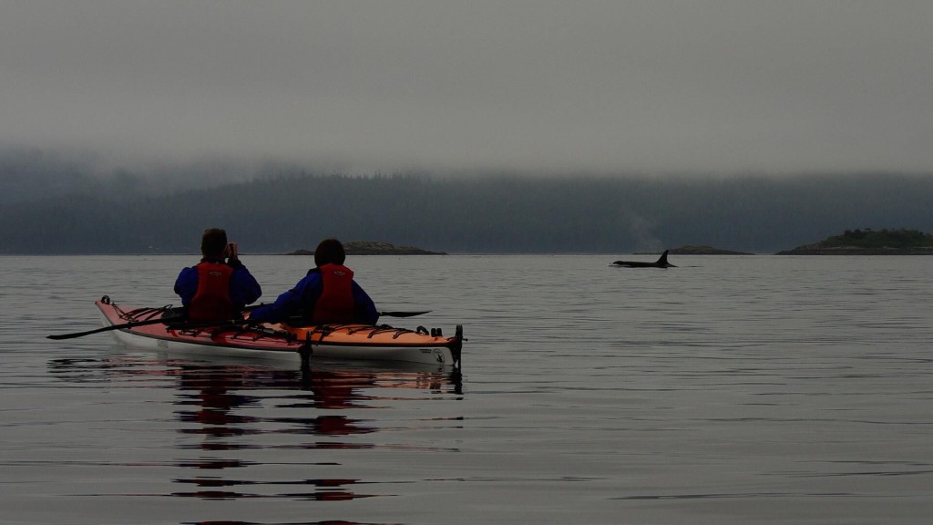 Kayaking with orcas near Telegraph Cove. Photo: Kingfisher Wilderness Adventures