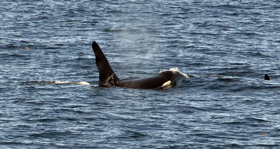 A breaching orca whale.