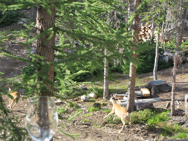 Even the deer are curious about wine tasting of Rustic Roots Winery