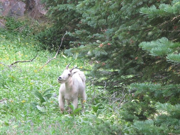 A closer look at a mountain goat in Cathedral Mountain Park