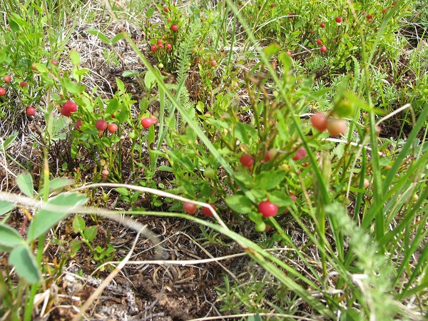 Hikers find low bush berries such as Grouseberry in Cathedral Mountain Park