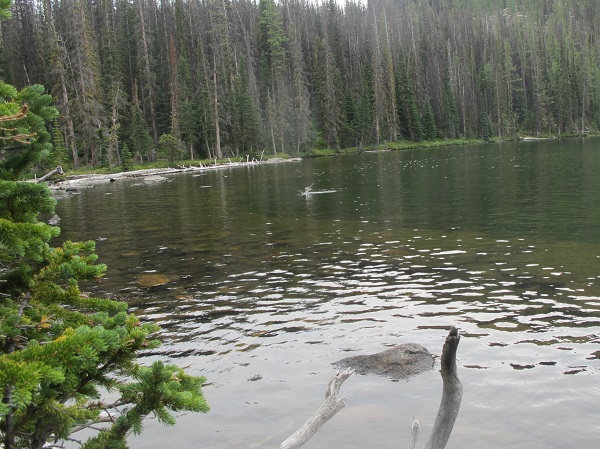 Fish jumping in one of the alpine lakes of Cathedral Mountain Park