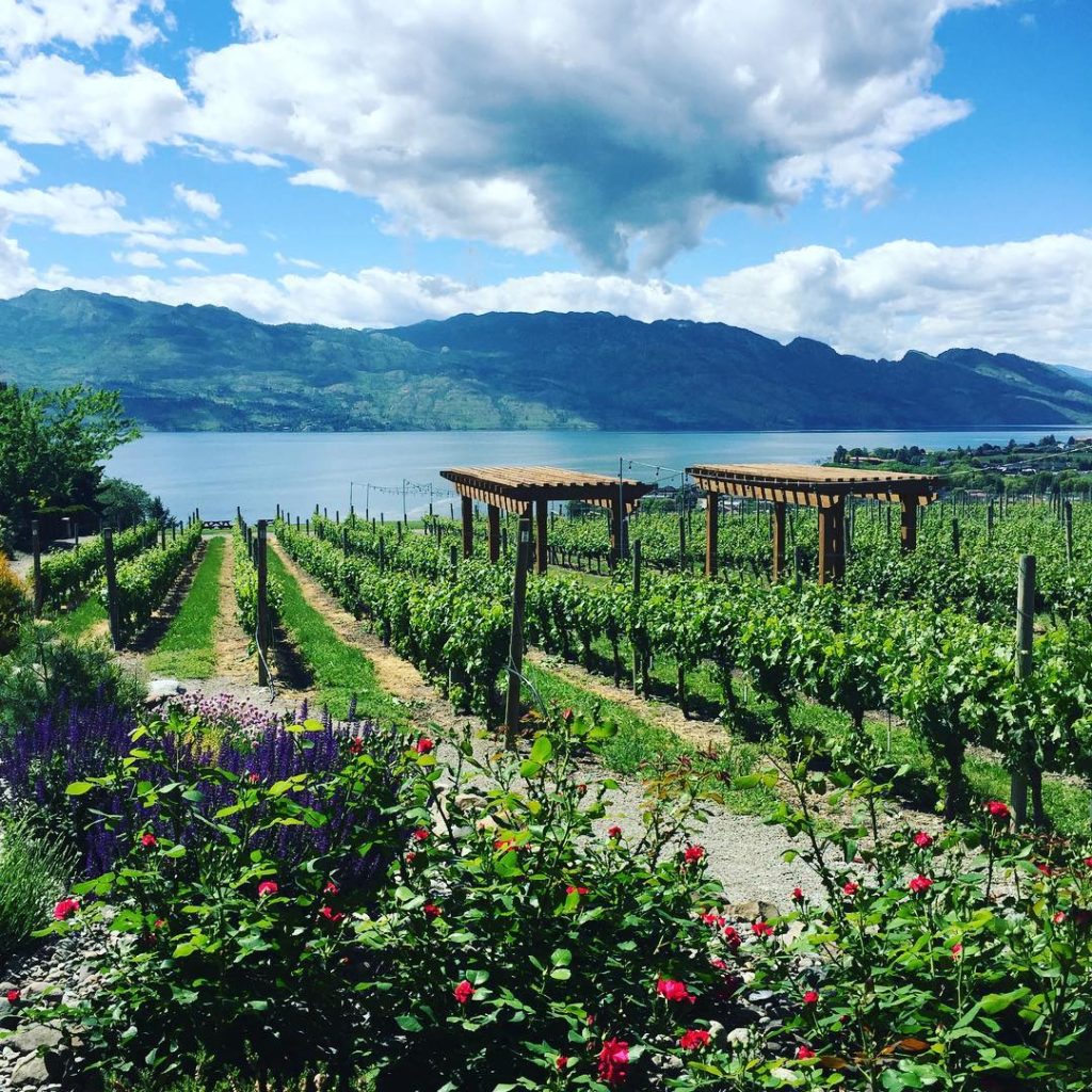 Looking out over Okanagan Lake from Quails' Gate winery in Kelowna