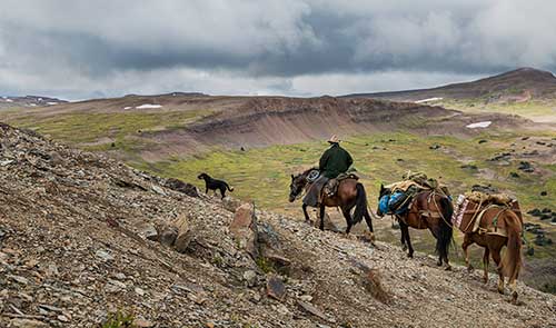 One man on a horse with two horses following behind carrying hikers' gear. 