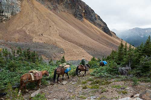 Four horses packing gear to the hikers' camp. 