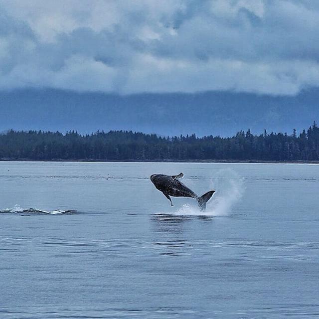 A baby humpback breaching.