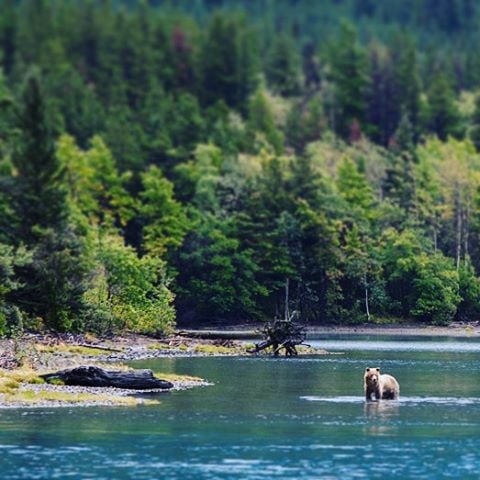 A young bear fishes in Chilko Lake.