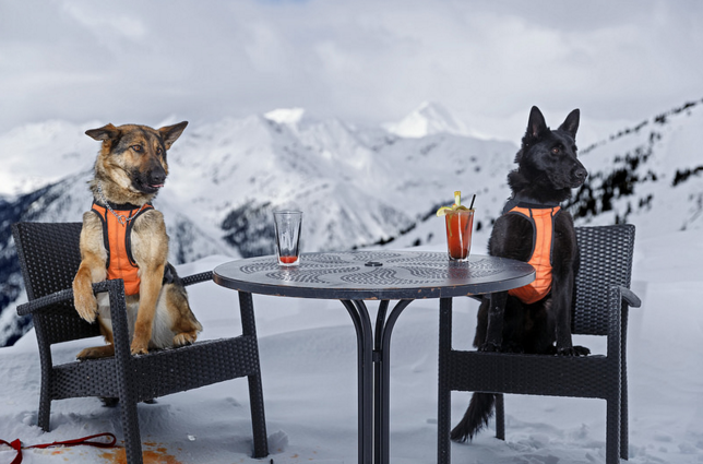 Dogs at the top of Kicking Horse Mountain Resort.
