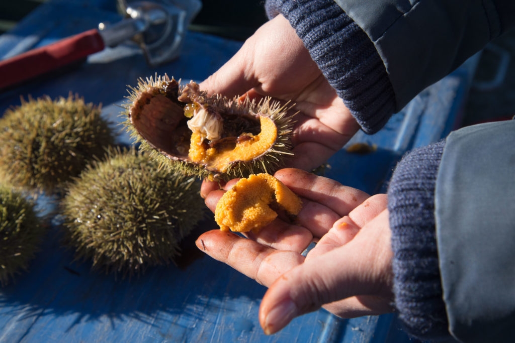 A sea urchin, a.k.a. uni. Image: Adrian Ng