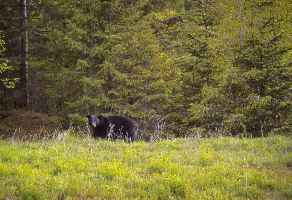 A black bear walks through tall grass at the edge of the forest.