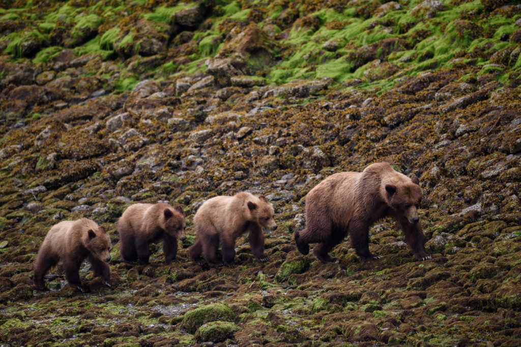 Mama grizzly and her cubs in the Khutzeymateen, north of Prince Rupert.