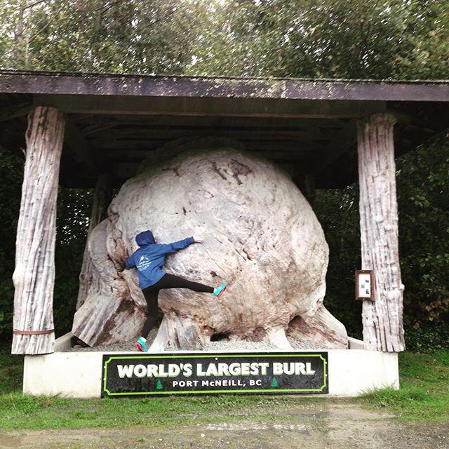 A woman hugs the World’s largest burl—a natural tress formation.