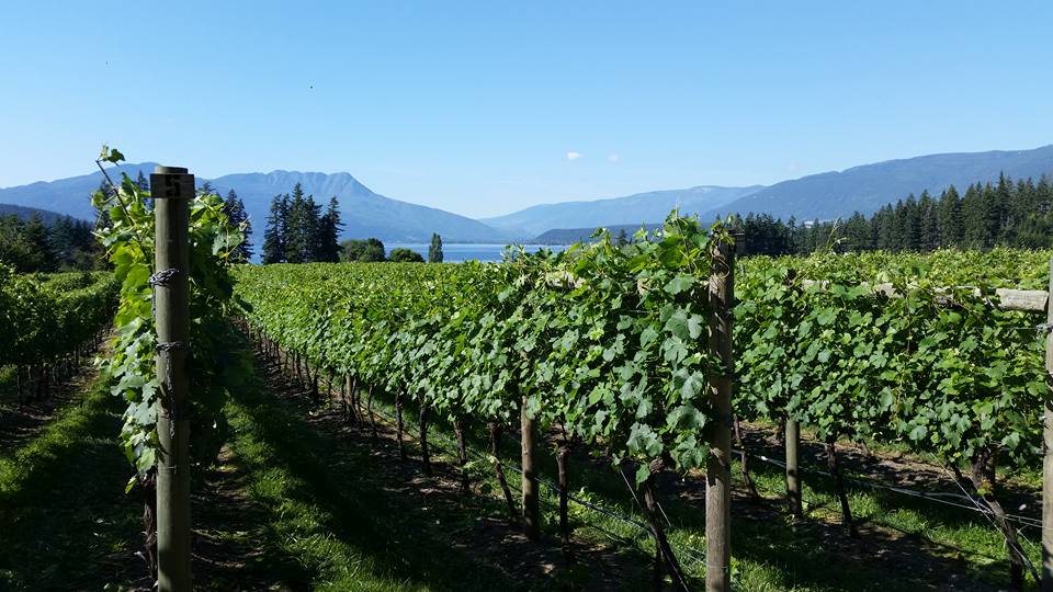 The vineyard views at Sunnybrae Vineyards and Winery in BC's Thompson Okanagan.